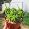 Peperomia axillaris