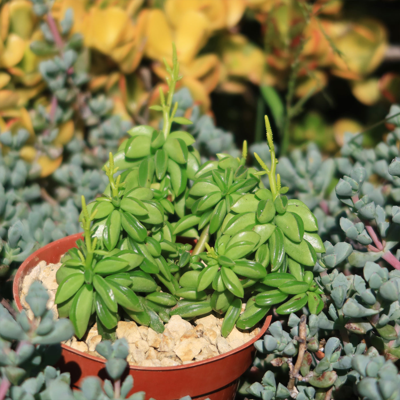 taco plant succulent Shop 'Peperomia axillaris' Care and Growing Guide