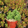 Peperomia axillaris