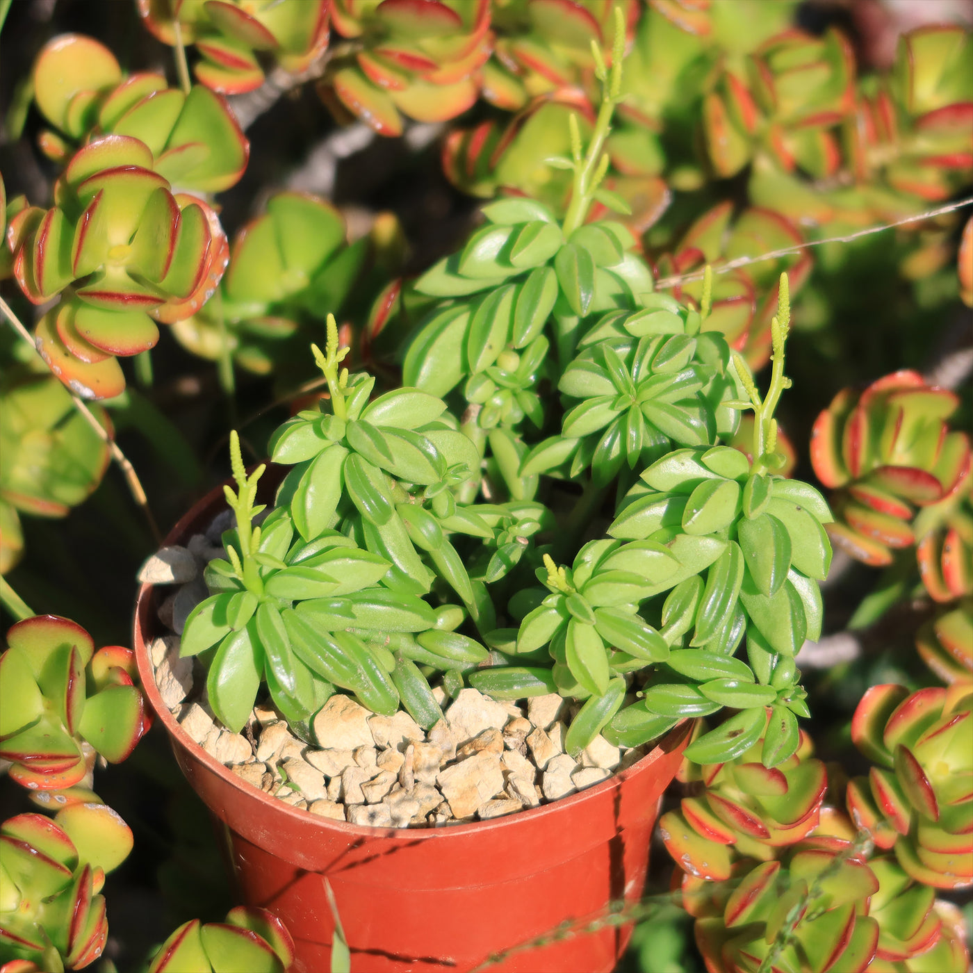 peperomia succulent soil Peperomia axillaris
