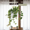 Peperomia Hope &