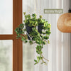 Peperomia Hope &