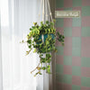 Peperomia Hope &