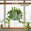 Peperomia Hope &