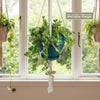 Peperomia Hope &