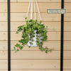 Peperomia Hope &
