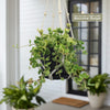 Peperomia Hope &