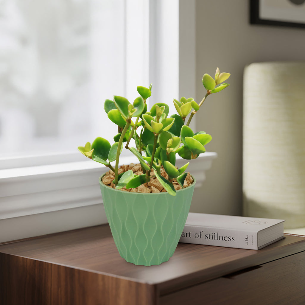 A Peperomia Hope (Peperomia tetraphylla) in a light green pot on a wooden surface near a window, beside the book "Art of Stillness.