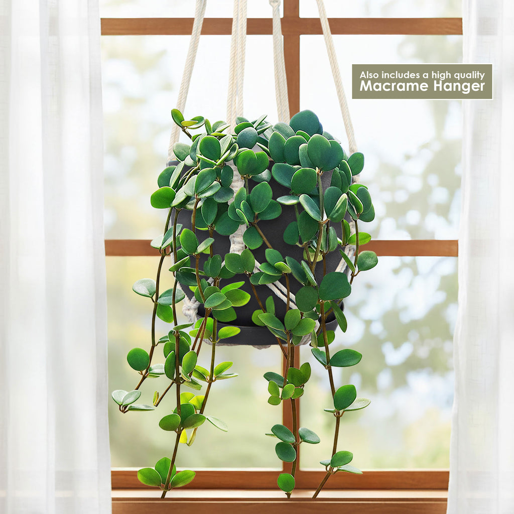 Peperomia Hope &