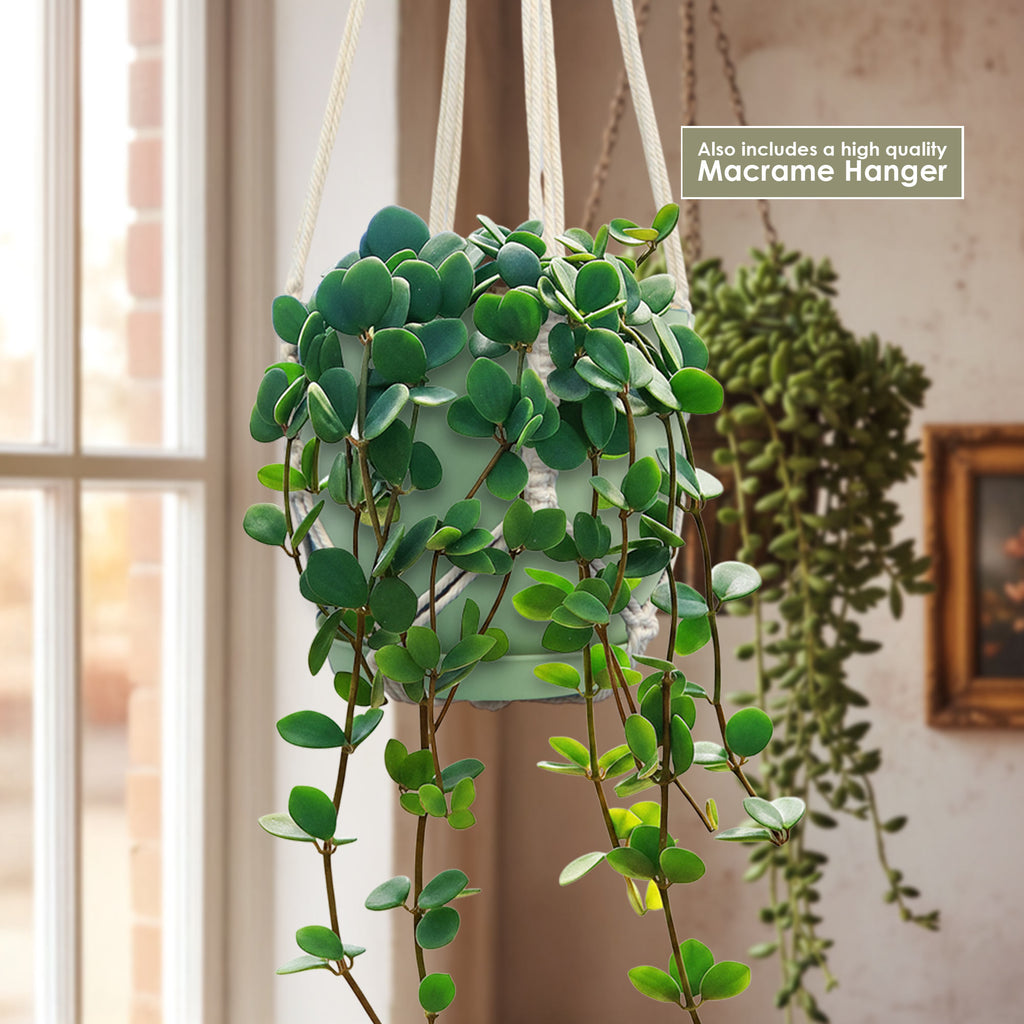 Peperomia Hope in a turquoise pot with cream macrame hanger by a sunny window, trailing plant and art blurred behind.