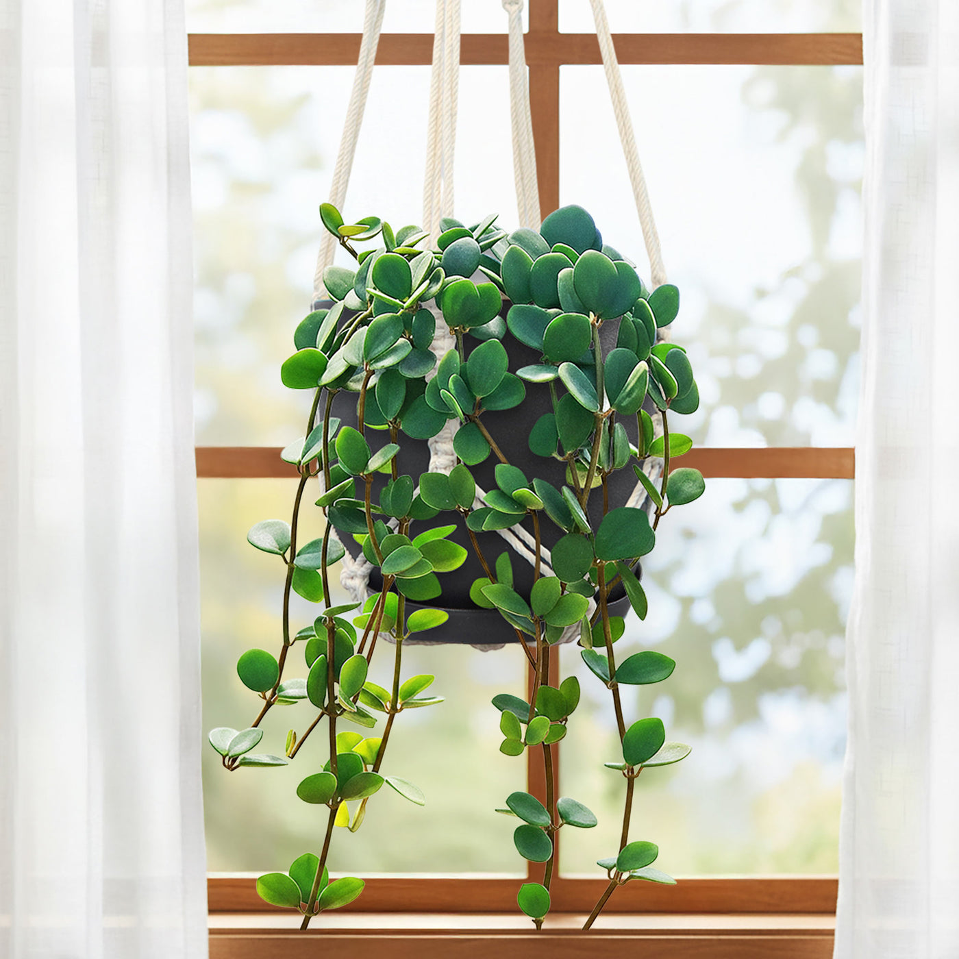 Peperomia Hope 'Peperomia tetraphylla'