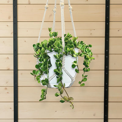 Peperomia Hope 'Peperomia tetraphylla'