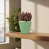 Peperomia Ruby Glow ‘Peperomia graveolens’