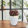 Peperomia Ruby Glow ‘Peperomia graveolens’