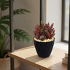 Peperomia Ruby Glow ‘Peperomia graveolens’