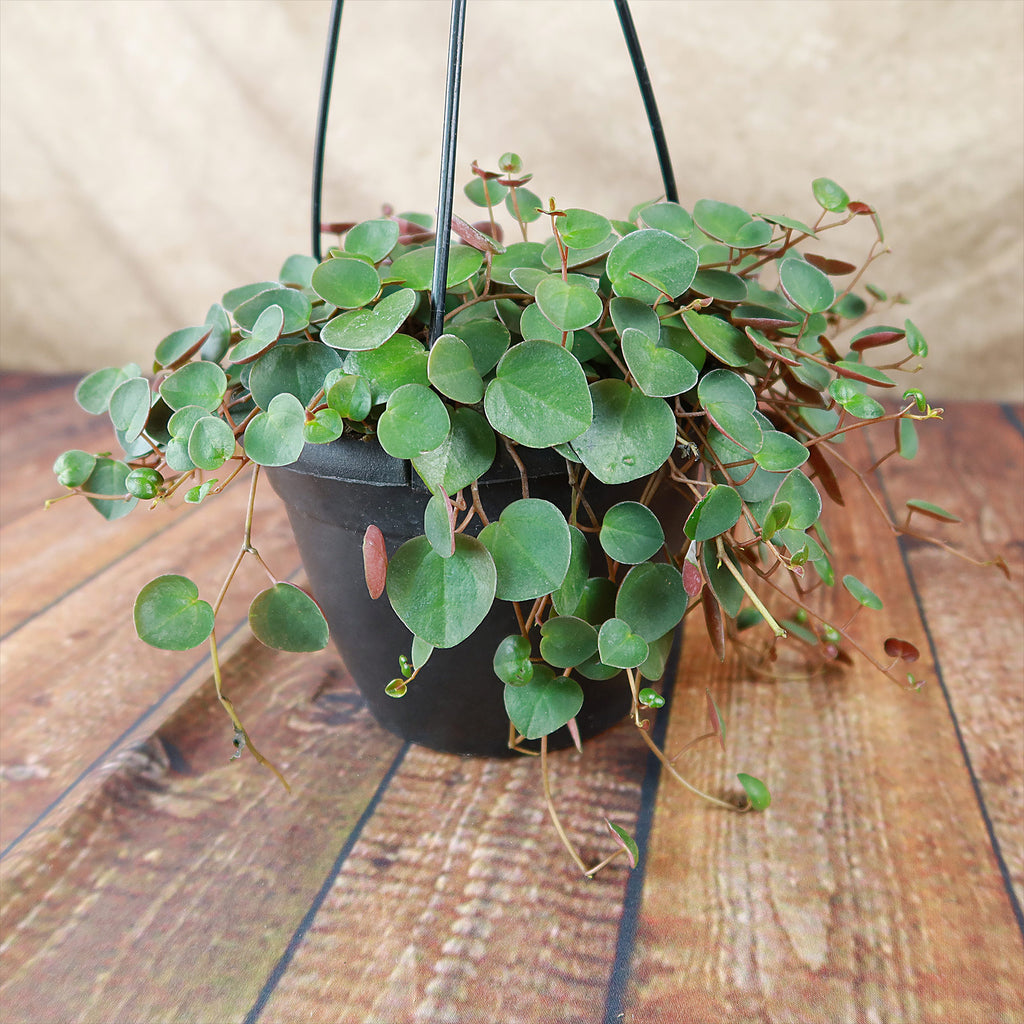 Ruby Cascade Plant - Peperomia ‘Ruby Cascade’