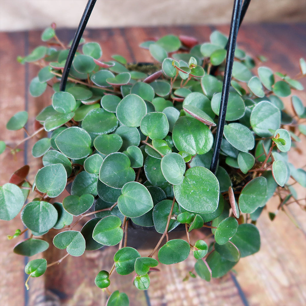 Ruby Cascade Plant - Peperomia ‘Ruby Cascade’