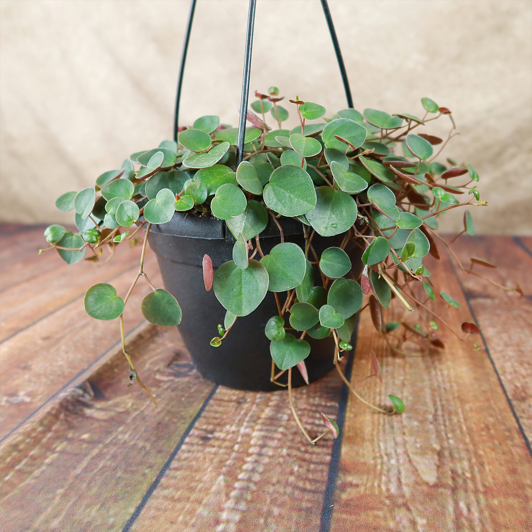 Peperomia Ruby Cascade