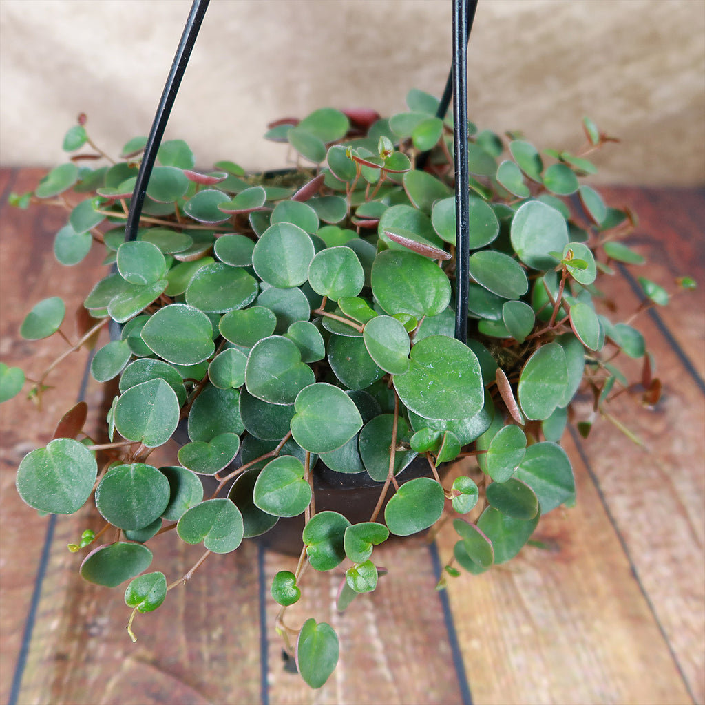 Ruby Cascade Plant - Peperomia ‘Ruby Cascade’