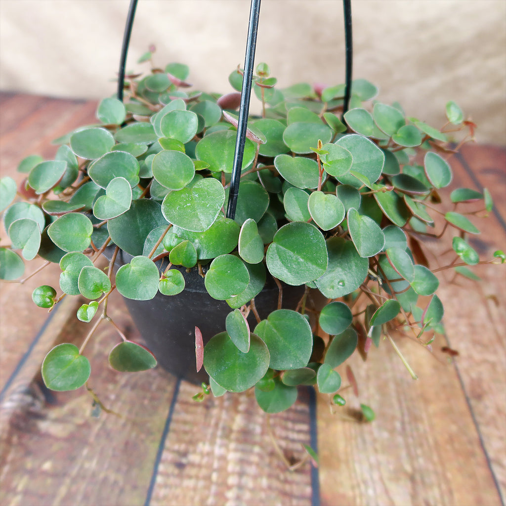 Ruby Cascade Plant - Peperomia ‘Ruby Cascade’