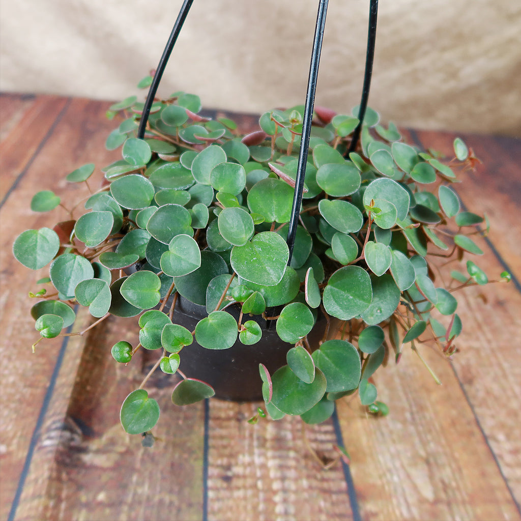 Ruby Cascade Plant - Peperomia ‘Ruby Cascade’