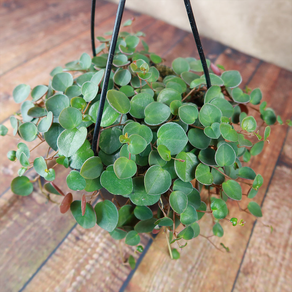 Ruby Cascade Plant - Peperomia ‘Ruby Cascade’