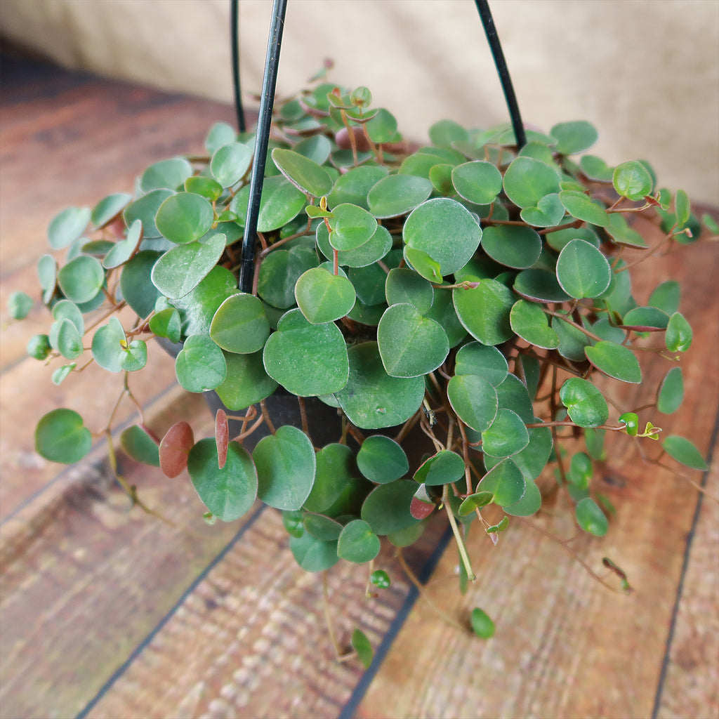 Ruby Cascade Plant - Peperomia ‘Ruby Cascade’