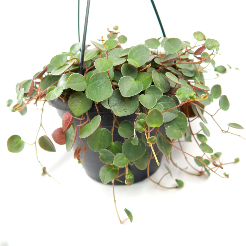 Ruby Cascade Plant - Peperomia ‘Ruby Cascade’