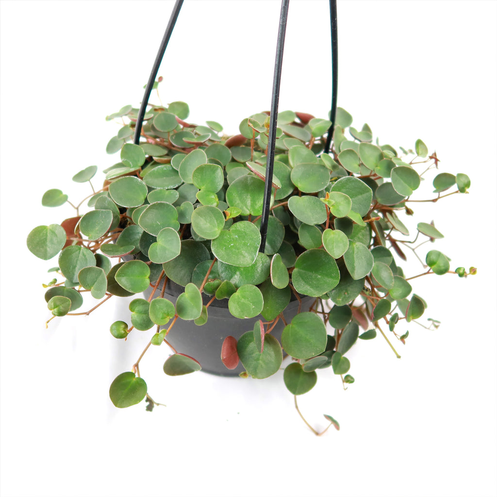 Ruby Cascade Plant - Peperomia ‘Ruby Cascade’