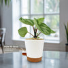 Peperomia ‘Ecuador’
