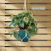 Watermelon Peperomia Plant