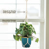 Watermelon Peperomia Plant