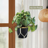 Watermelon Peperomia Plant