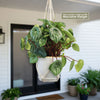 Watermelon Peperomia Plant