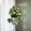Watermelon Peperomia Plant
