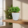 Peperomia axillaris
