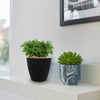Peperomia axillaris