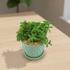 Peperomia axillaris