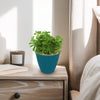 Peperomia axillaris