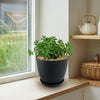 Peperomia axillaris