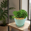 Peperomia axillaris