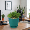 Peperomia axillaris