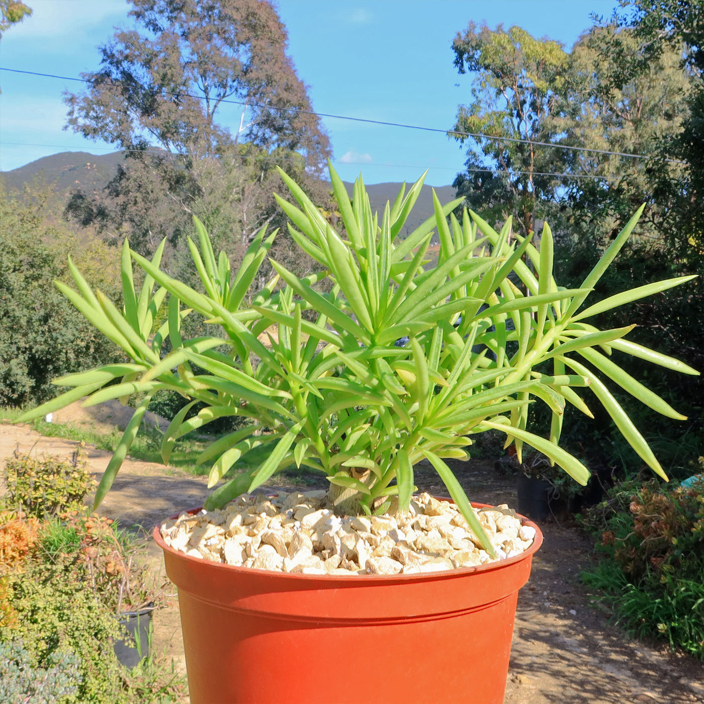 succulent peperomia ferreyrae Peperomia ferryrae