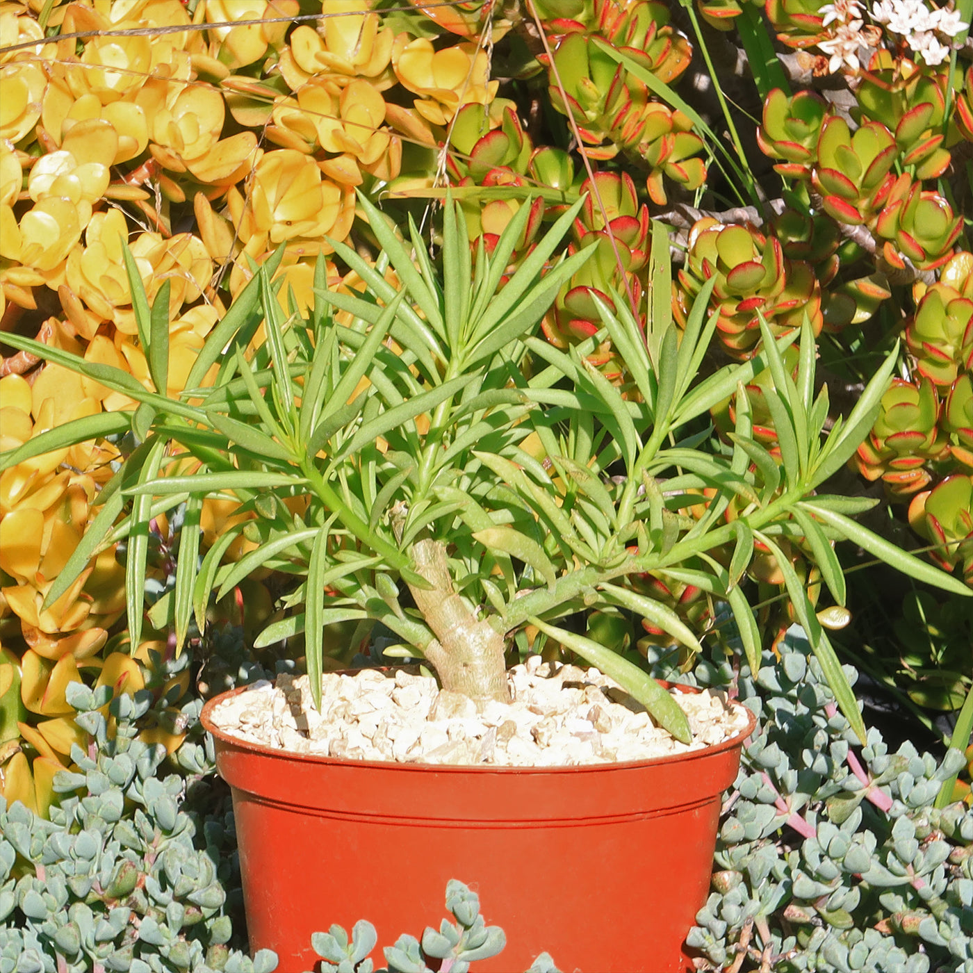 succulent peperomia ferreyrae Buy Peperomia Ferreyrae | Pincushion peperomia