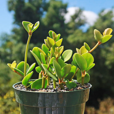 peperomia hope hanging plant Peperomia Hope 'Peperomia tetraphylla' 4" Pot / Black / With Pot