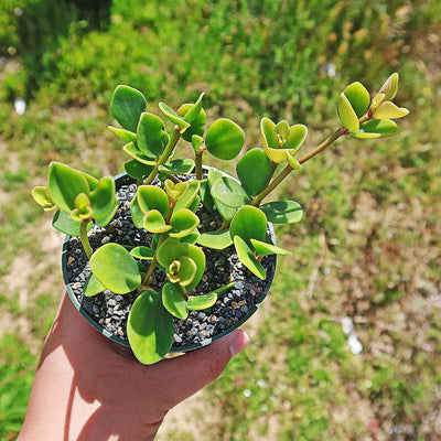hope succulent Peperomia Hope 'Peperomia tetraphylla' 4" Pot / Black / With Pot