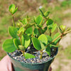 Peperomia Hope &