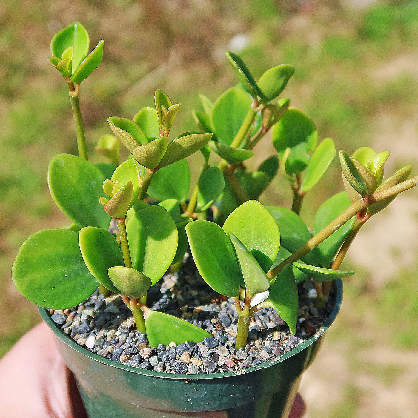hope house plant Buy 'Peperomia Hope - Peperomia tetraphylla' Care and Info