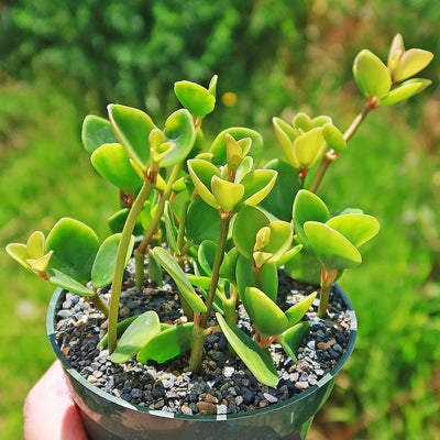 peperomia potting mix Peperomia Hope 'Peperomia tetraphylla'