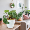 Watermelon Peperomia Plant